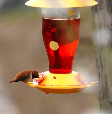 Rufous Hummingbird