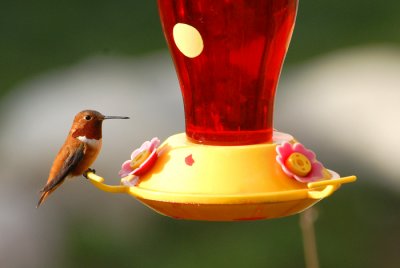 Rufous Hummingbird