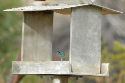 Lazuli Bunting