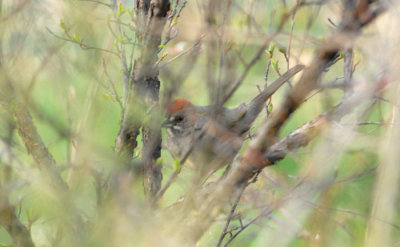 Green-tailed Towhee