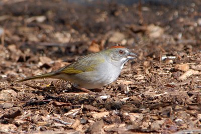 Green-tailed Towhee