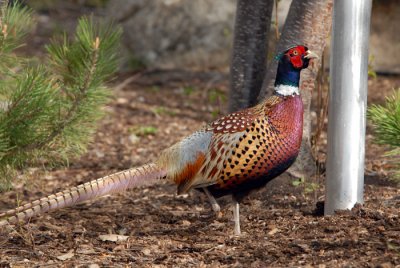 Ring-necked Pheasant