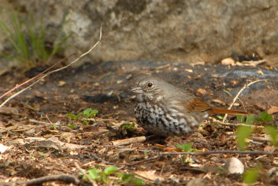 Fox Sparrow