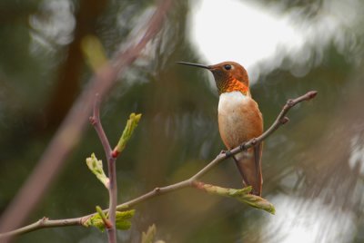 Rufous Hummingbird