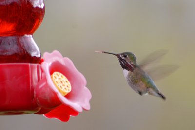 Calliope Hummingbird