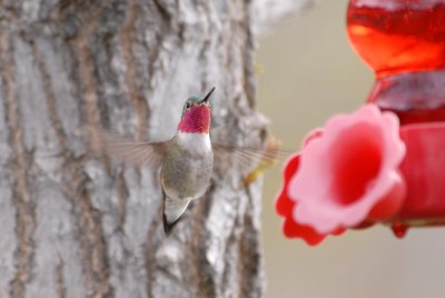 Broad-tailed Hummingbird