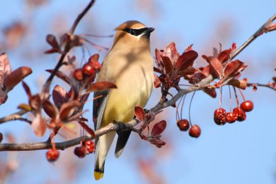 Cedar Waxwing