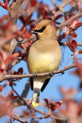 Cedar Waxwing