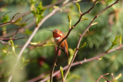 Rufous Hummingbird