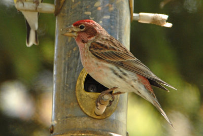 Cassin's Finch