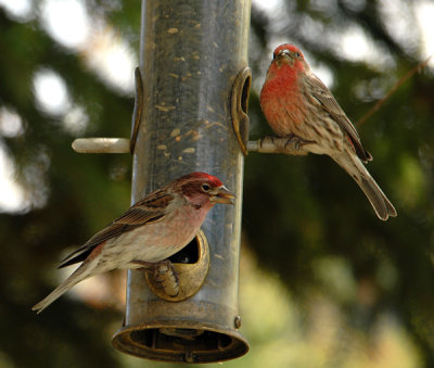 Cassin's and House Finch