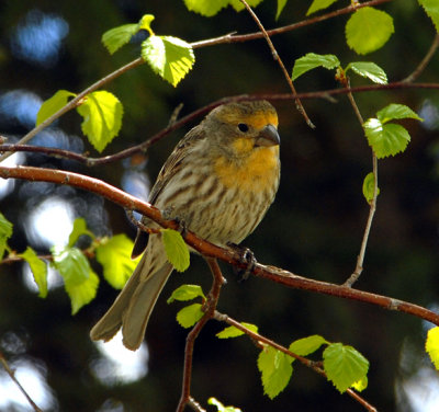 Yellow House Finch