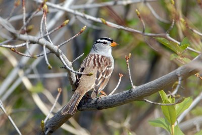 White-crowned Sparrow