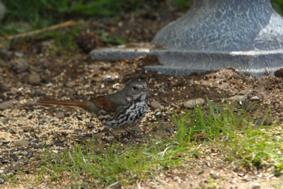 Fox Sparrow