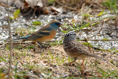 Lazuli and White-crowned