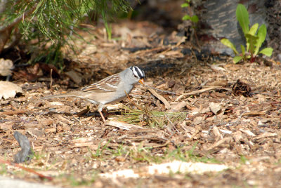 White-crowned Sparrow