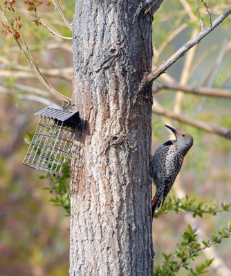 Empty Feeder - Full Flicker