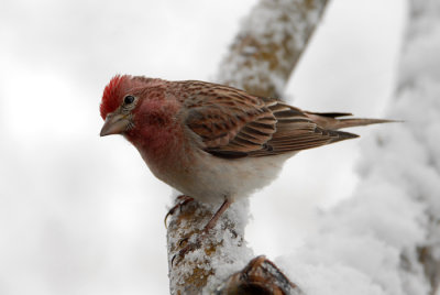 Cassin's Finch