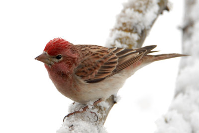 Cassin's Finch