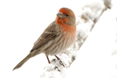 House Finch - Male