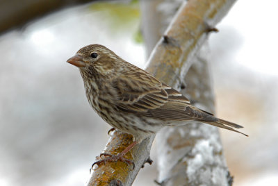 Cassin's Female