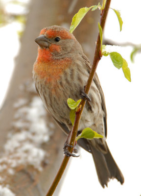 House Finch