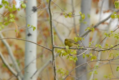 Orange-crowned Warbler ??