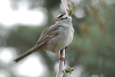 White-crowned Sparrow
