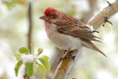 Cassin's Finch