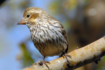 Cassin's Finch - Female