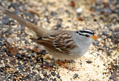 White-crowned Sparrow