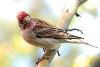 Cassin's Finch
