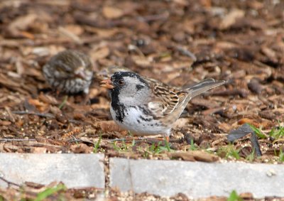 Harris's Sparrow