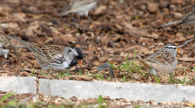 Harris's & White-crowned