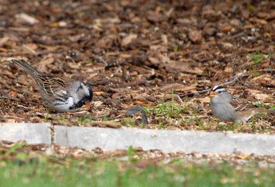Harris's & White-crowned