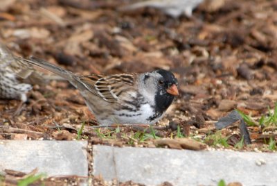 Harris's Sparrow