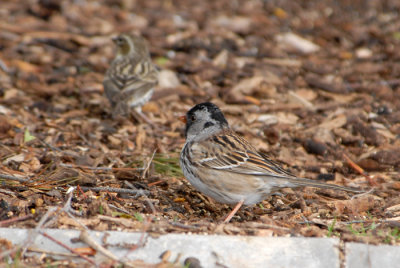 Harris's Sparrow