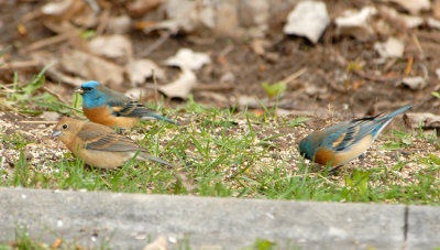Lazuli Bunting - Males & Female