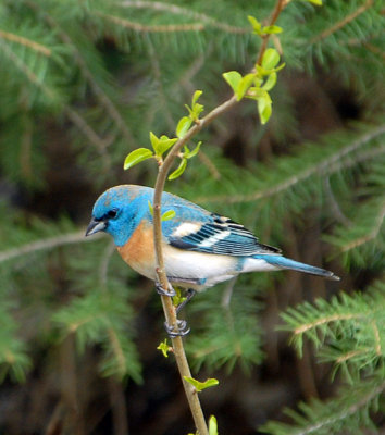 Lazuli Bunting