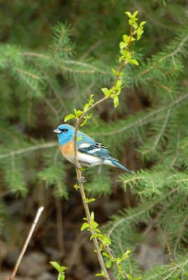 Lazuli Bunting