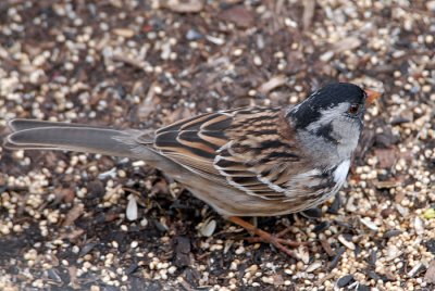 Harris's Sparrow