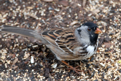 Harris's Sparrow
