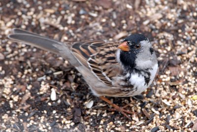 Harris's Sparrow