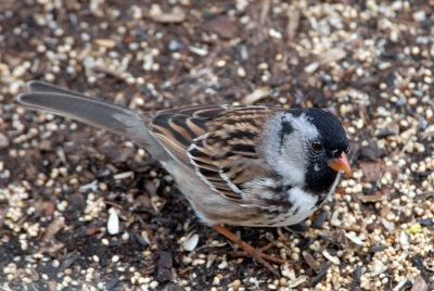 Harris's Sparrow
