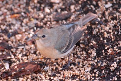 Lazuli Bunting - Female