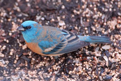 Lazuli Bunting
