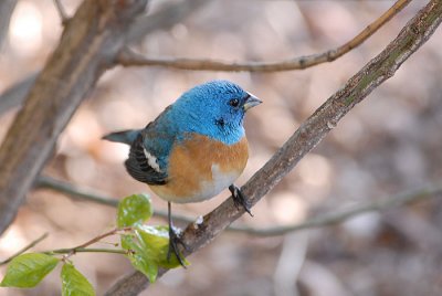 Lazuli Bunting