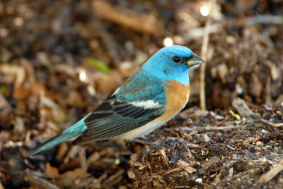 Lazuli Bunting