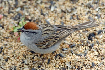 Chipping Sparrow