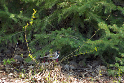 Harris's Sparrow